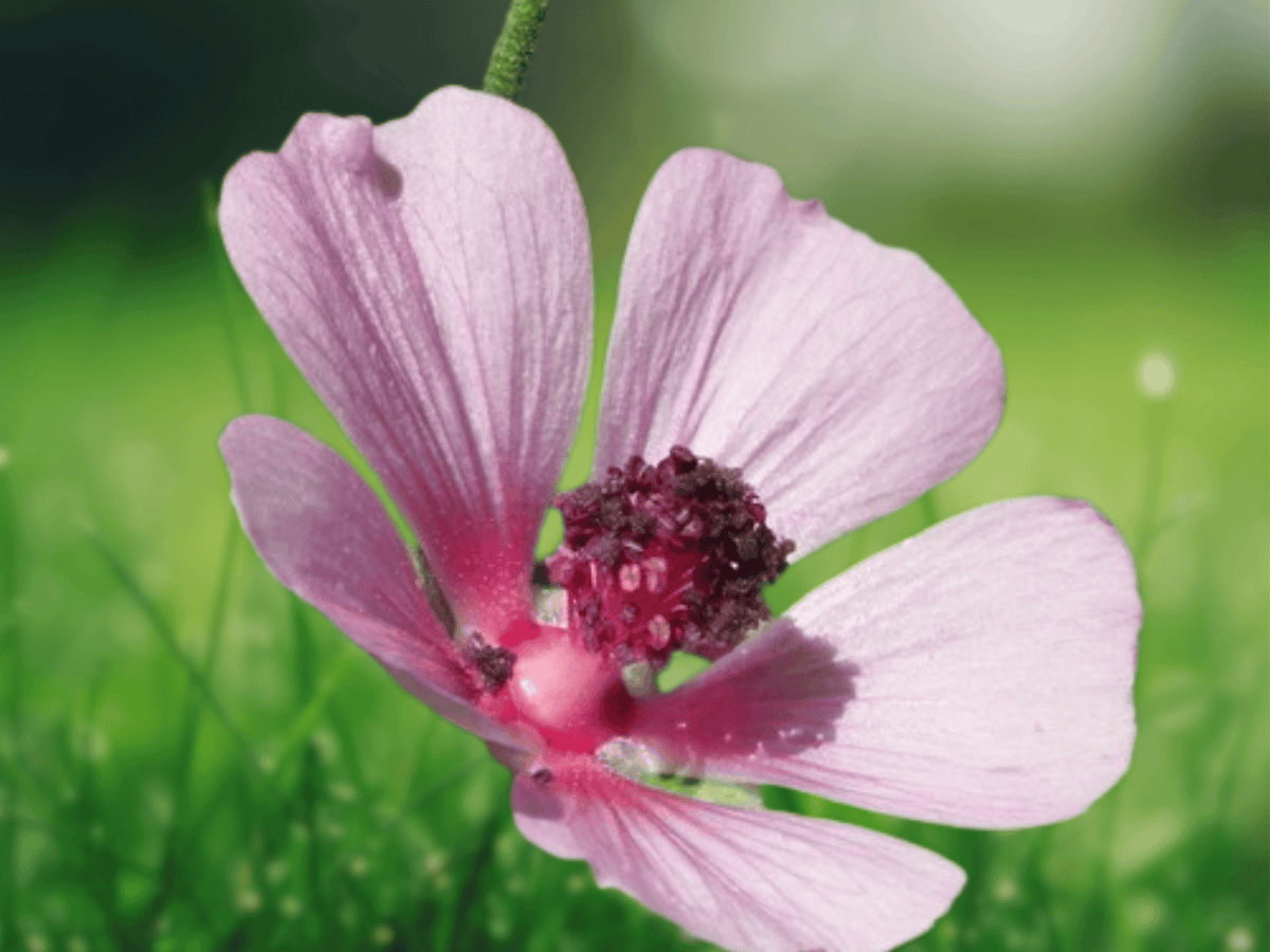 10 Seeds Althaea cannabina Palm-Leaved Marsh Mallow Hardy Perennial Flower