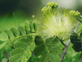 5 Seeds Albizia procera Tall Albizia Shade Tree