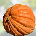 Atlantic Pumpkin Seeds 10 Pack Heirloom Variety Cucurbita pepo Organic Non-GMO Gardening Seed