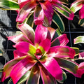 Neoregelia 'Autumn Rain' Bromeliad in 6" Pot - Tropical House Plant for Home Décor and Gardening