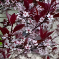 Sand Cherry Bush Seedlings 2 Pack - Prunus besseyi Hardy Shrubs for Landscaping and Garden Planting
