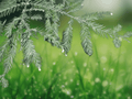 5 Seeds Coast Redwood Sequoia sempervirens Evergreen Tree