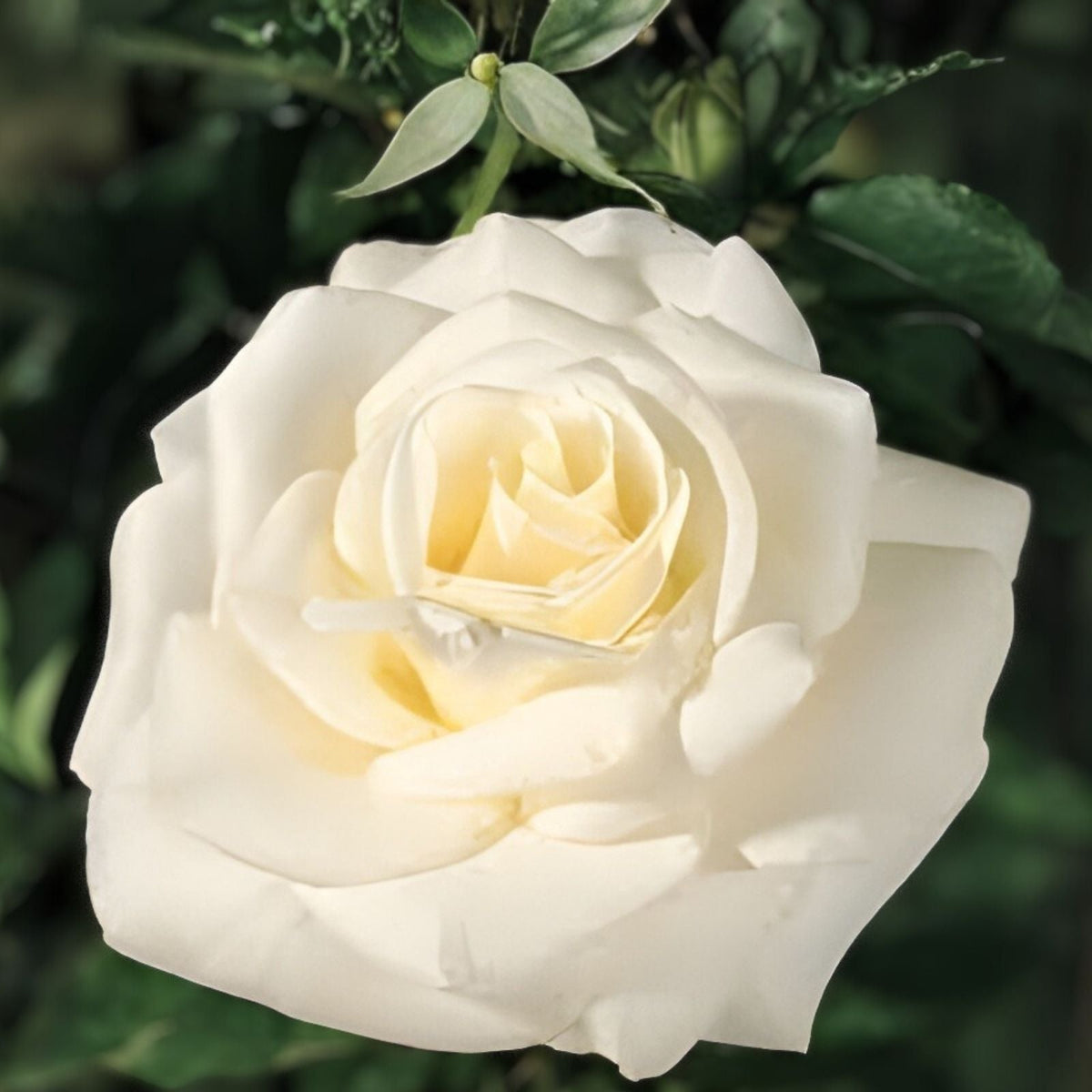 White Fragrant Hybrid Tea Rose Bush - John F. Kennedy Rosa 'JFK' - Garden Rose Plant for Fragrant Landscaping