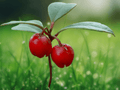 5 Seeds Teaberry Gaultheria procumbens Edible Berry Groundcover