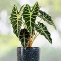 Alocasia Polly Plant in 6" Pot | Exotic Indoor Houseplant | Alocasia Amazonica Polly