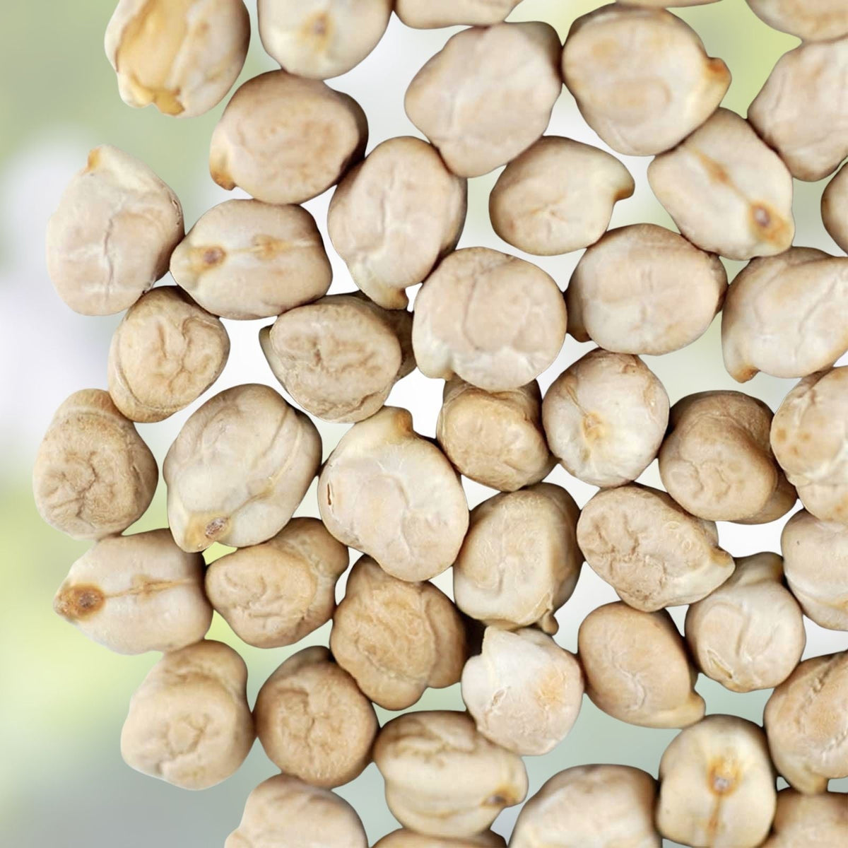 Garbanzo Bean Seeds - Organic Non-GMO Chickpea Seeds for Planting, Cicer arietinum, Edible Legume Seed