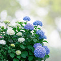 Hydrangea Seeds 85 or 250 Count Bloomwonder Variety Non-GMO Flower Seeds for Garden Planting Hydrangea macrophylla