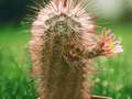 10 Seeds Echinocereus russanthus Red Flower Hedgehog Cactus Hardy