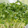 Watercress Seeds - 500+ True Watercress Seeds, Chinese Watercress Superfood Microgreen, Nasturtium officinale