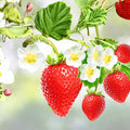 Strawberry Plants 5 Pack Extra Large Sweet Ozark Roots High Yield Berries