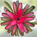 Neoregelia Plant 6" - Hawaii Variety - Vibrant Bromeliad - Neoregelia spp. - Live Indoor Tropical Houseplant