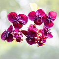 Chocolate Vine Plant - 5+ Inch - Akebia Quinata - Cutback