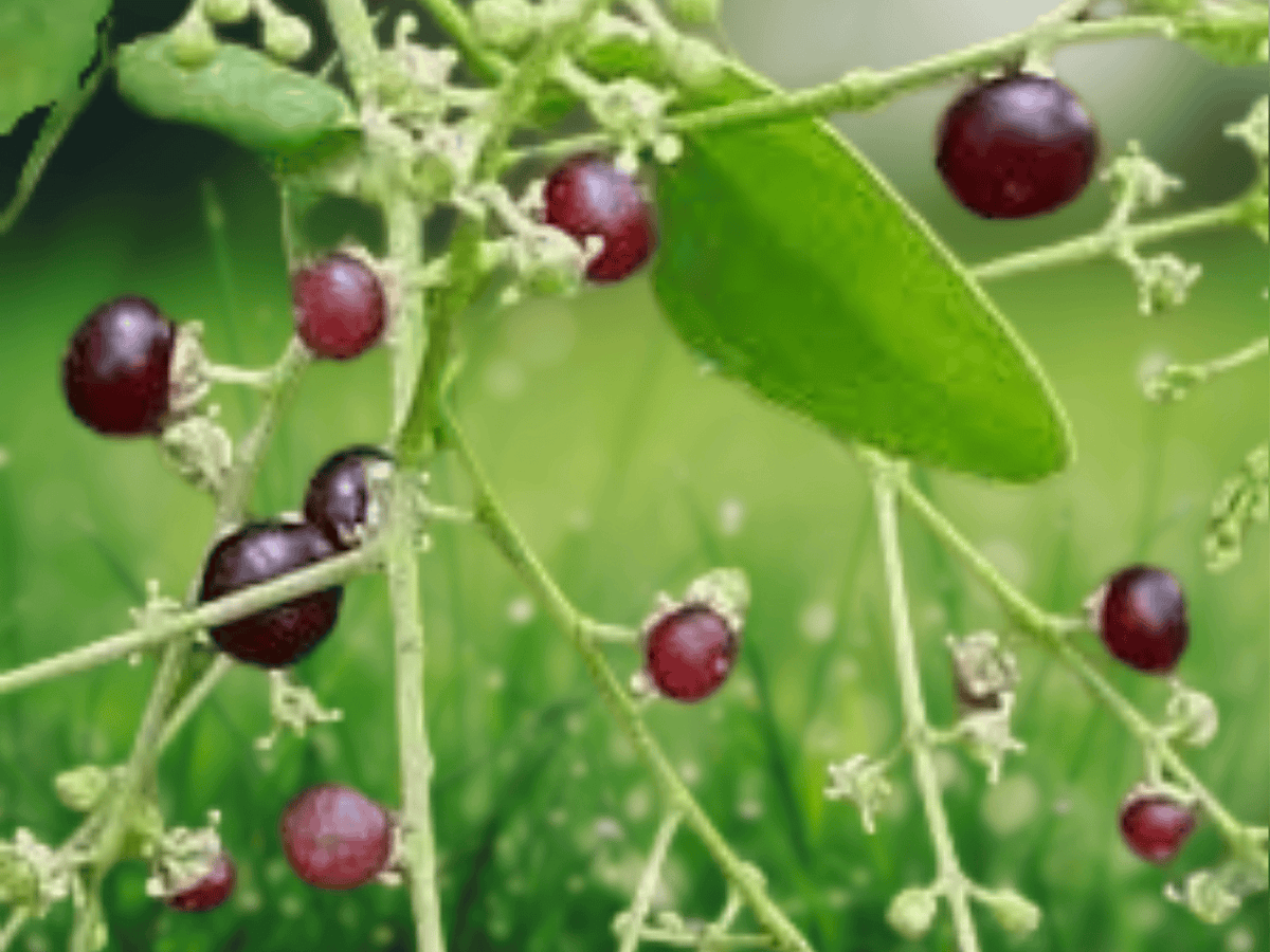 5 Seeds Salvadora persica (Toothbrush Tree) Evergreen Drought Tolerant Shrub