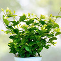 Fragrant Arabian Jasmine Live Plant 10" - Indoor/Outdoor - Jasminum sambac - Aromatic Flowering Plant with Buds
