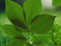 5 Seeds Fagus grandifolia American Beech Tree Hardy Shade Tree