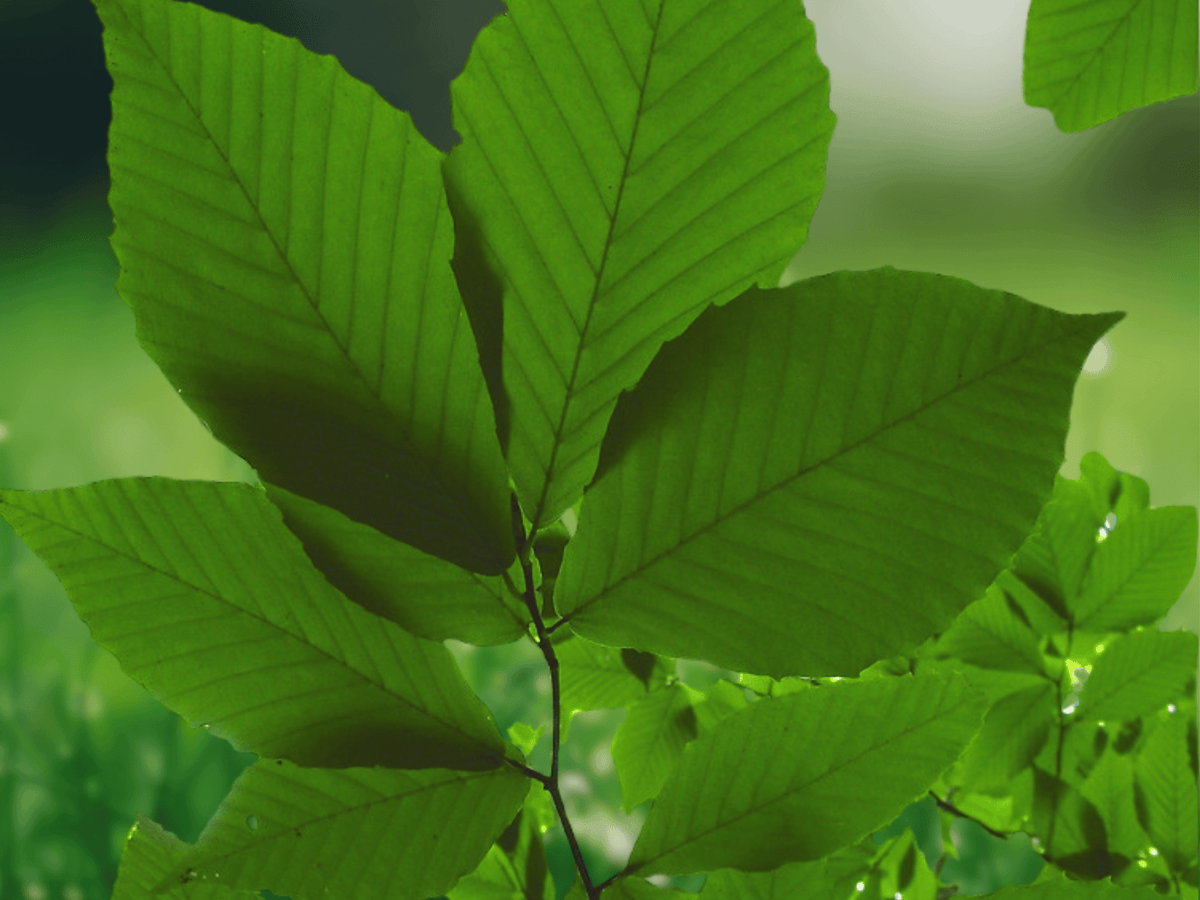 5 Seeds Fagus grandifolia American Beech Tree Hardy Shade Tree
