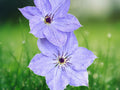 25 Seeds Skyfall Clematis Climbing Vine Pale Blue Blooms Perennial Flower Trellis Fence Patio Garden