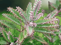5 Rooted Plants Mother of Thousands Bryophyllum daigremontianum Alligator Succulent Starter