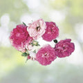 Heirloom Seven Sisters Rose Bushes 2 Live Plants Pink Climbing Rosa Multiflora