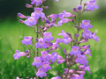 10 Seeds Showy Penstemon Wildflower Native Plant Penstemon spectabilis