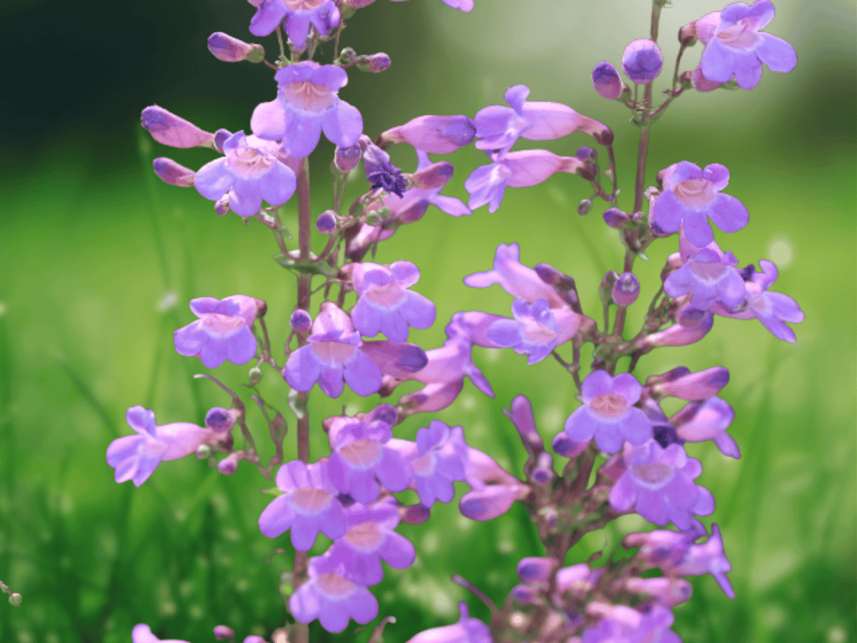 10 Seeds Showy Penstemon Wildflower Native Plant Penstemon spectabilis