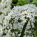 Pentas Plant 6in White Flowering - Pentas lanceolata - Butterfly & Hummingbird Attraction for Garden Decor