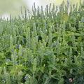 Mustard Greens Seeds 500 Count Florida Broadleaf Non-GMO Brassica juncea Vegetable Seeds for Gardening