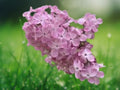 25 Blush Lilac Seeds Syringa Vulgaris Soft Pink Blooms Fragrant Cold Hardy Perennial Shrub Easy Grow Cottage Garden Plant
