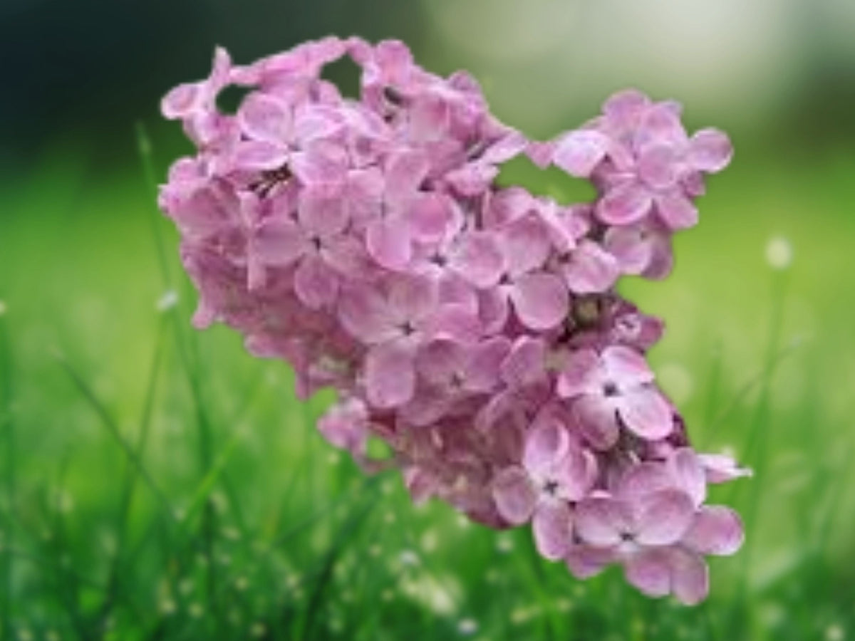25 Blush Lilac Seeds Syringa Vulgaris Soft Pink Blooms Fragrant Cold Hardy Perennial Shrub Easy Grow Cottage Garden Plant