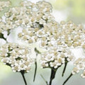 Yarrow Seeds - 2000+ Heirloom Perennial White Flowers | Medicinal Herb (Achillea millefolium)