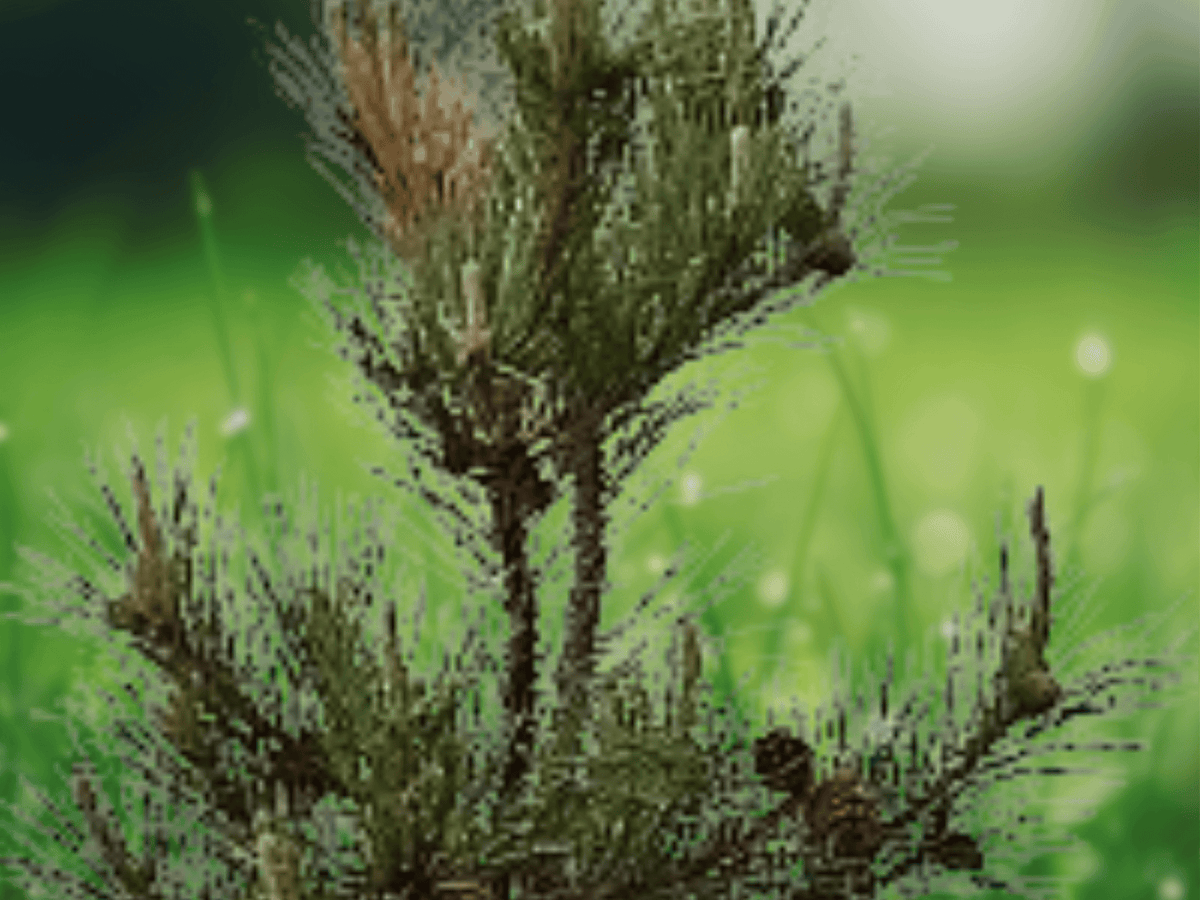5 Seeds Chinese Pine Pinus tabulaeformis Hardy Evergreen Conifer