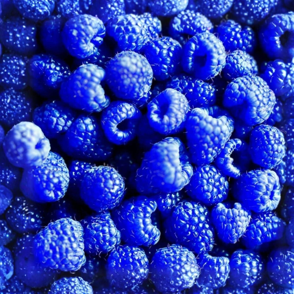 Blue Raspberry Bush Seeds – 50+ Edible Berry Fruits – Rubus idaeus – USA Seller, Free Shipping