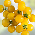 Yellow Cherry Tomato Seeds – 100 Organic Heirloom Seeds for Home Gardening – USA Grown, Sweet Fruit, Non-GMO, Perfect for Containers