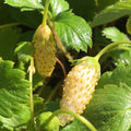 Yellow Alpine Strawberry Seeds (50 Seeds) - Non-GMO Fruit Seeds - Fragaria vesca