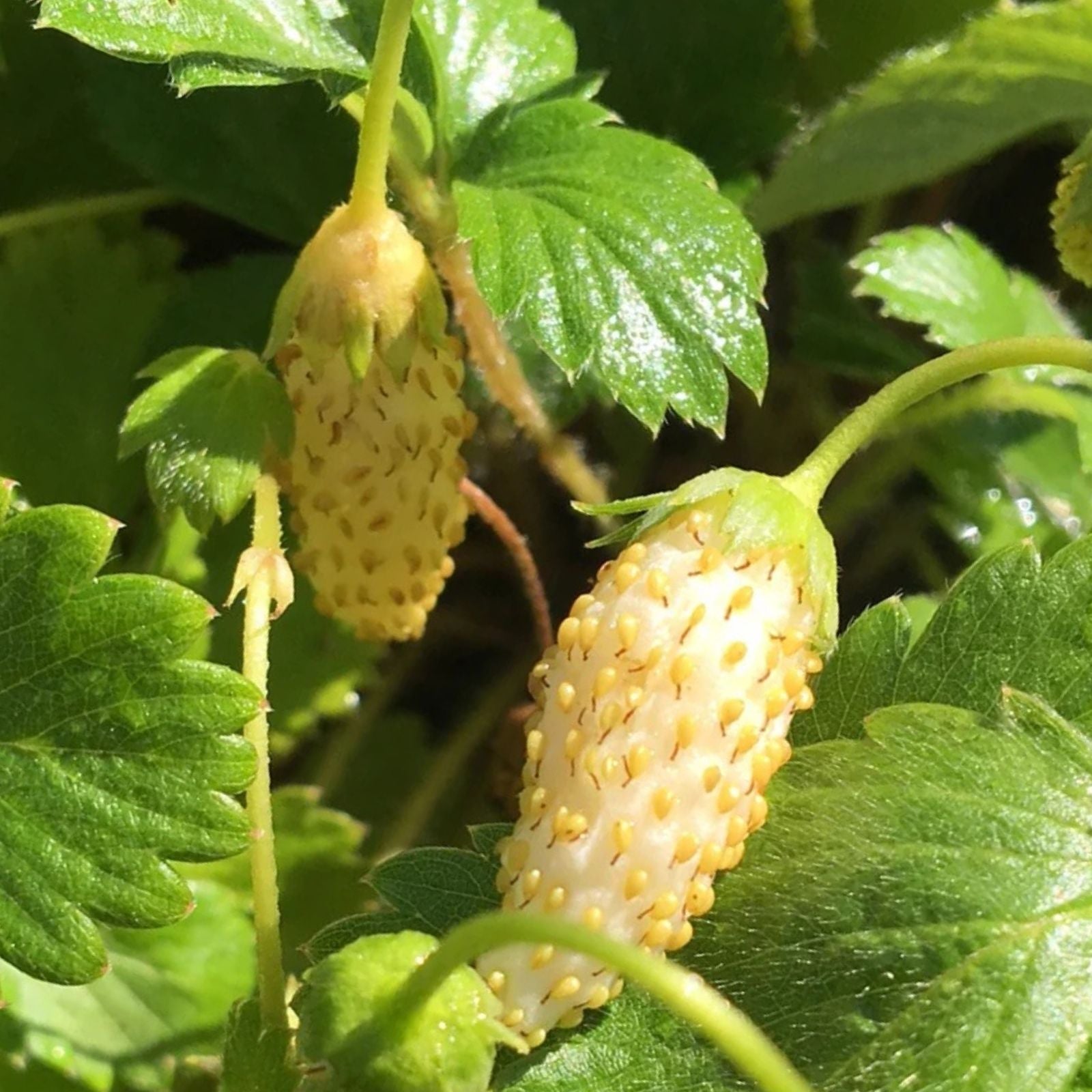 Yellow Alpine Strawberry Seeds (50 Seeds) - Non-GMO Fruit Seeds - Fragaria vesca