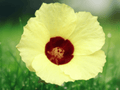 5 Seeds Hibiscus surattensis Yellow Hibiscus Flowering Plant