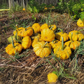 Sunrise Pumpkin Seeds for Planting - 10 Seeds - Exotic Variety - Cucurbita pepo