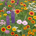 Organic White Wildflower Seed Mix - 200 Seeds - Native USA Blend - Non-GMO Wildflower Seeds for Pollinator Gardens