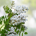 Black Locust Tree Seedlings 12-24 Inches Tall Robinia pseudoacacia Ornamental Fast-Growing Tree Not for California