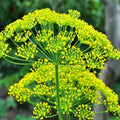 Heirloom Dill Seeds - Mammoth Long Island - Non-GMO Spice Seeds - Anethum graveolens - 50+ Seeds for Cooking & Gardening