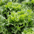 Collard Greens Seeds 1000 Heirloom Georgia Southern Non-GMO Brassica oleracea Vegetable Seeds