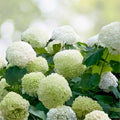 Rooted Hydrangea Cuttings - Anabelle Incredible Variety - Hydrangea arborescens - Garden Plant, Flowering Shrubs
