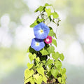 Tall Morning Glory Seeds Mix - 50+ Climbing Vine Flower Seeds for Garden - Ipomoea purpurea - USA Grown