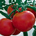 Heirloom Tomato Seeds 500 Count Rutgers Variety Non-GMO Large Tomato Seeds Solanum lycopersicum