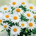 Alaska Shasta Daisy Seeds - 200 Organic Perennial Seeds - Leucanthemum × superbum - Free Shipping