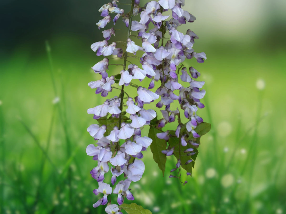 5 Seeds Lavender Wisteria Floribunda Fragrant Climbing Vine Cascading Purple Blooms Perennial