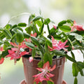 Giant Christmas Thanksgiving Cactus Cuttings Red S. truncata Indoor Plant for Home Decor Garden