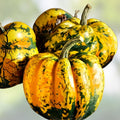 Acorn Squash Seeds for Planting – King Table Variety – Cucurbita pepo – Nutty Flavor – 50+ Seeds