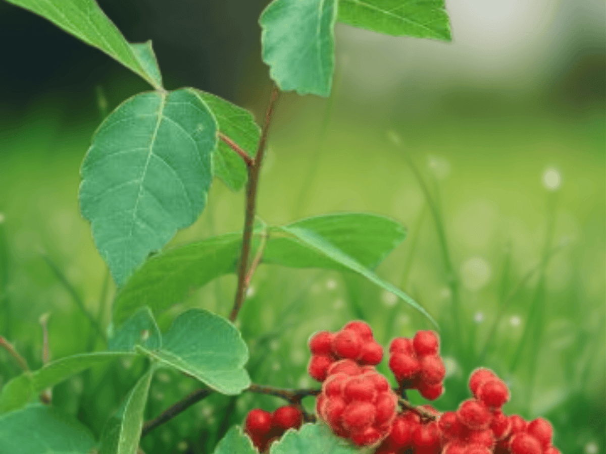 5 Seeds Rhus aromatica Aromatic Sumac Native Shrub