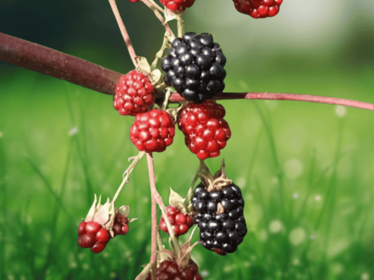 1 Live Plant Osage Blackberry Thornless Rubus Hybrid Starter Plug